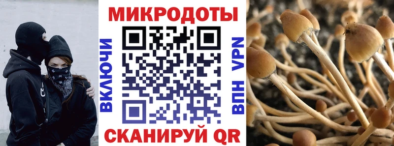 как найти закладки  блэк спрут как зайти  Псилоцибиновые грибы GOLDEN TEACHER  Темников 